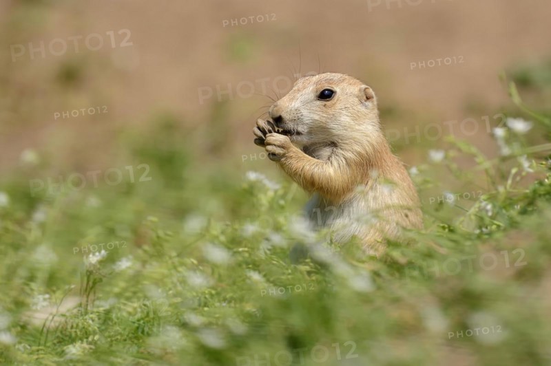 Black-tailed prairie dog (Cynomys ludovicianus), juvenile, captive, occurrence in North America