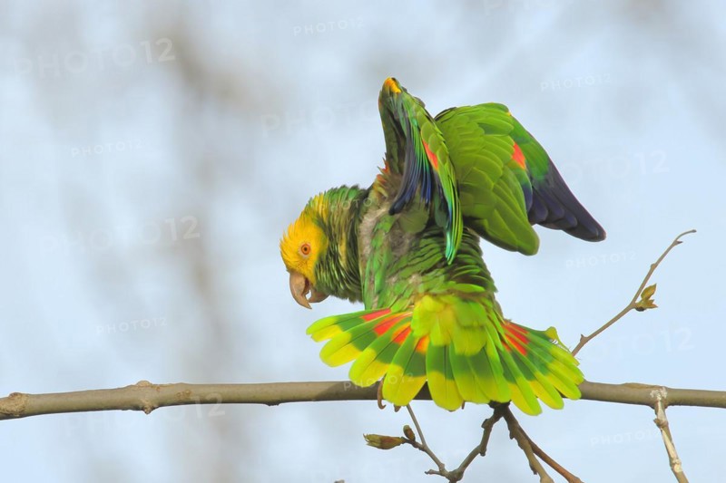 Yellow-headed Amazon (Amazona oratrix belizensis), on a sycamore branch, courtship display, blue sky, Stuttgart, Baden-Württemberg, Germany, Europe