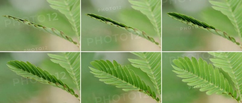 Mimosa or shameful sensory plant (Mimosa pudica), leaves fold up when touched, native to South America