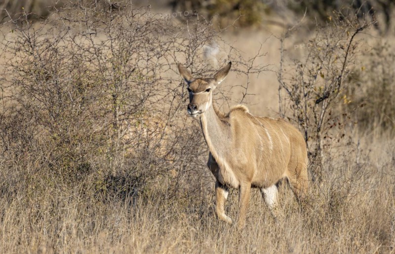 Greater Kudu (Tragelaphus strepsiceros) in dry grass, adult female, Kruger National Park, South Africa, Africa