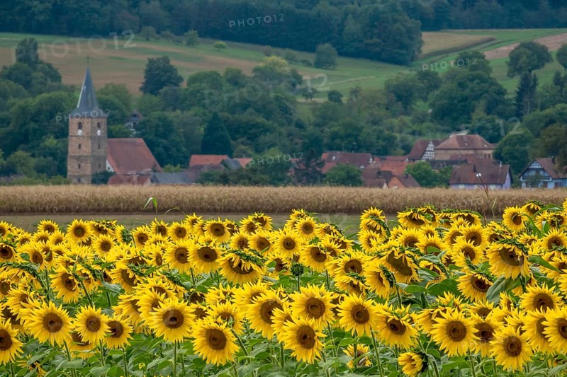 Landscape with a field of sunflowers (Helianthus annuus), in the background a village in Alsace, France, Europe