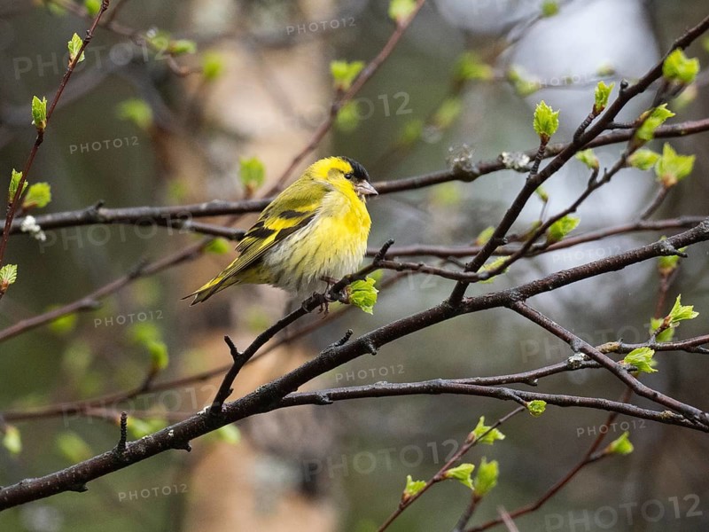 Eurasian siskin (Carduelis spinus), male on branch of Hairy Birch tree (Betula pubescens), May, Finnish lapland