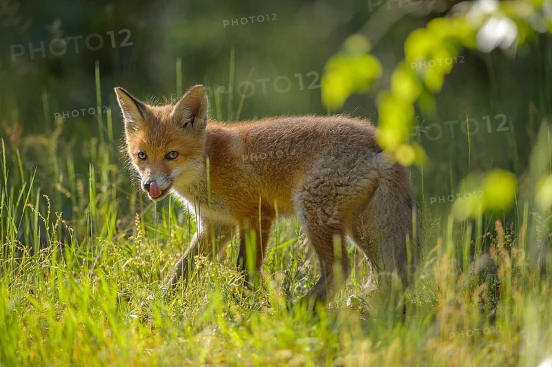 Red fox (Vulpes vulpes), young fox standing in a meadow and looking curiously, summer, Hesse, Germany, Europe