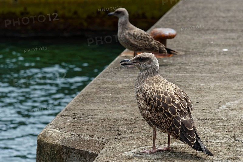 Two seagulls standing on a concrete pier by the sea, with calm water in the background, Caloura fishing village, Ribeira Chã, Sao Miguel Island, Azores, Portugal, Europe