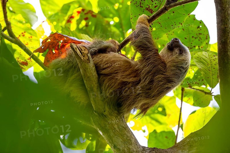 Hoffmann's two-toed sloth (Choloepus hoffmanni) on a branch, Cahuita National Park, Costa Rica, Central America