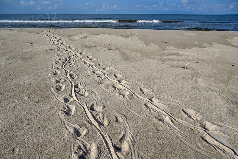 Turtle track on the beach, Loango National Park, Parc National de Loango, Ogooué-Maritime Province, Gabon, Africa