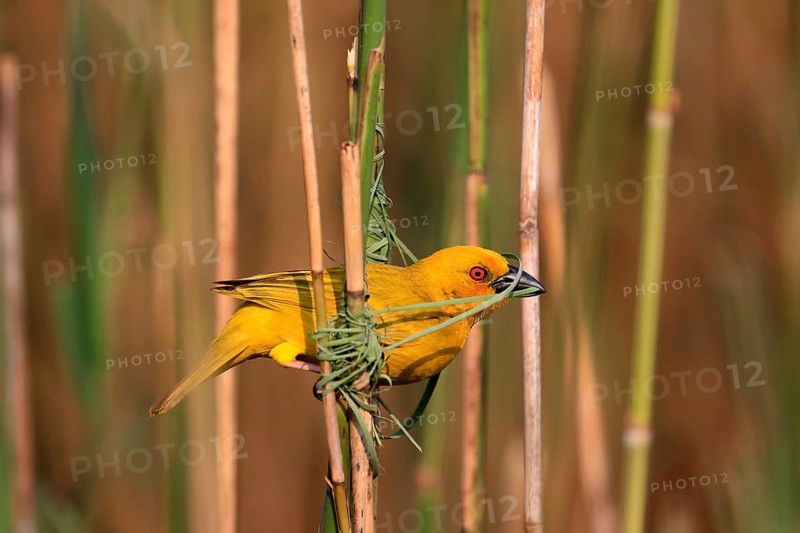 Eastern golden weaver (Ploceus subaureus), adult, male, starts nesting, Saint Lucia Estuary, Isimangaliso Wetland Park, Kwazulu Natal, South Africa, Africa