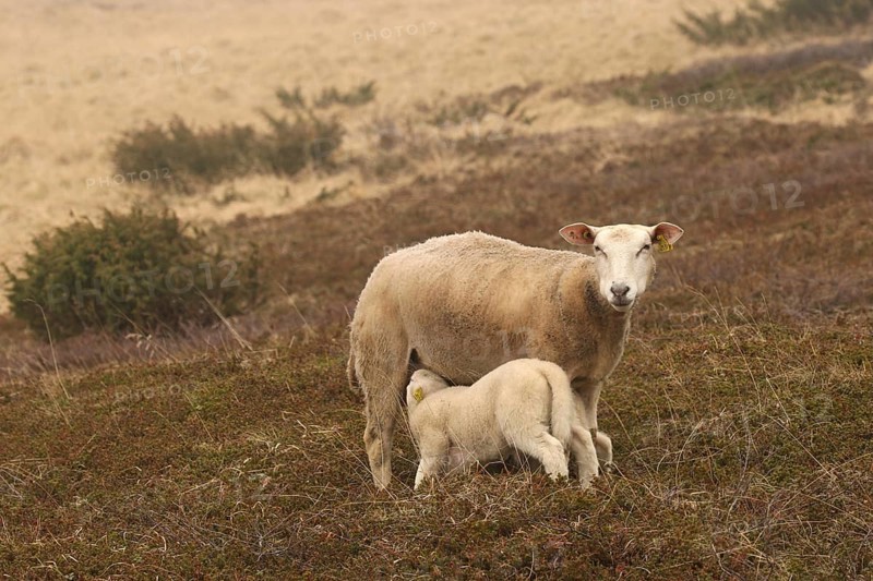 Sheep suckling lambs in the tundra, Lapland, Northern Norway, Norway, Scandinavia, Europe
