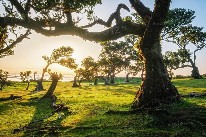 Centuries-old til trees in fantastic magical idyllic Fanal Laurisilva forest on sunset. Madeira island, Portugal, Europe
