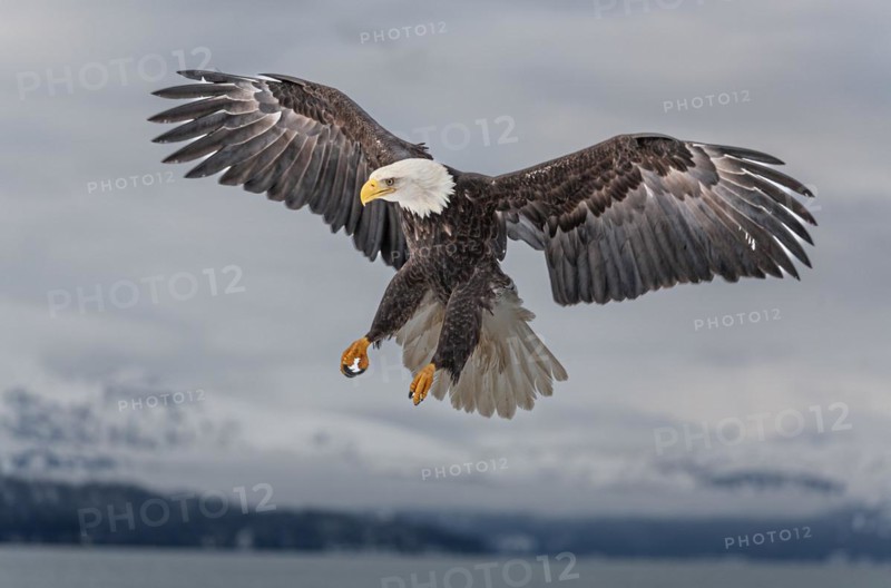 Bald eagle, Haliaeetus leucocephalus, flying, adult, winter, Homer, Alaska, USA, North America