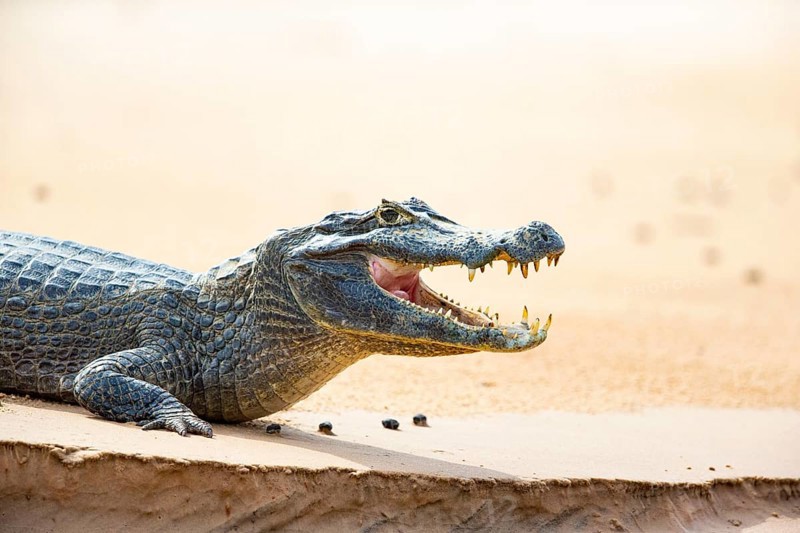 Spectacled caiman (Caiman crocodilius) Panatanal Brazil
