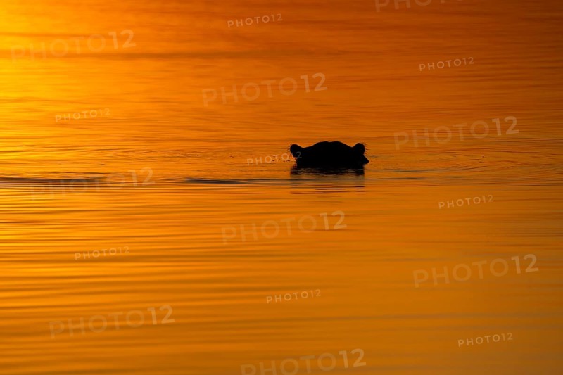 Hippo (Hippopotamus amphibius) head portrait silhouette on water surface. Hippopotamus is underwater, the water surface glows in bright orange light from sunset. Okavango Delta, Botswana, Africa
