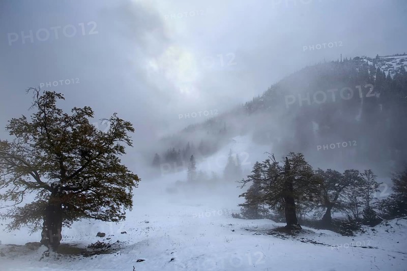 Misty mountain meadow landscape with snow-covered trees and an overcast sky. Hike to the Herzogstand, Kochel am See, Bavaria, Germany, Europe