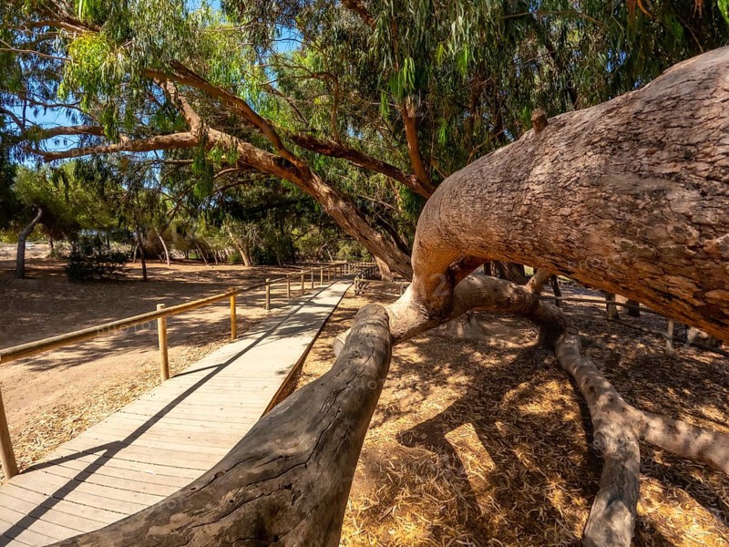 Scenic wooden walkway winding through a tranquil eucalyptus forest, inviting exploration of the natural park in alicante, spain