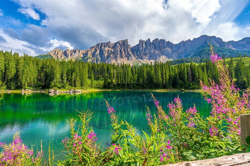 Alpine landscape reflecting in the emerald waters of lake carezza, adorned with pink flowers and framed by the latemar mountains