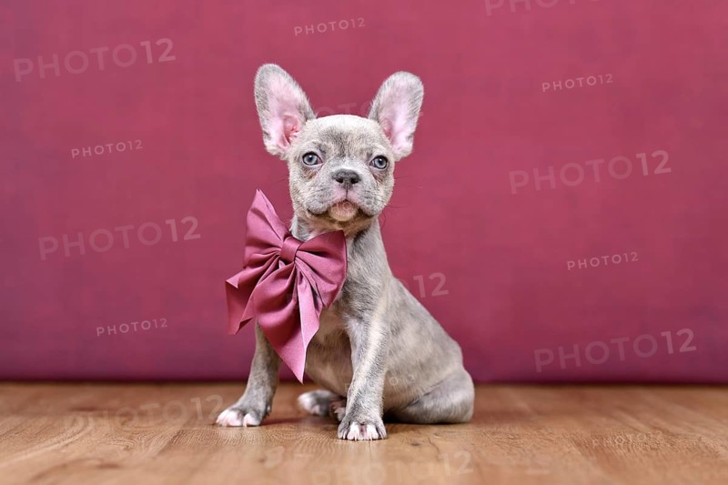 Young Lilac Brindle French Bulldog dog puppy with healthy long nose and ribbon in front of studio background