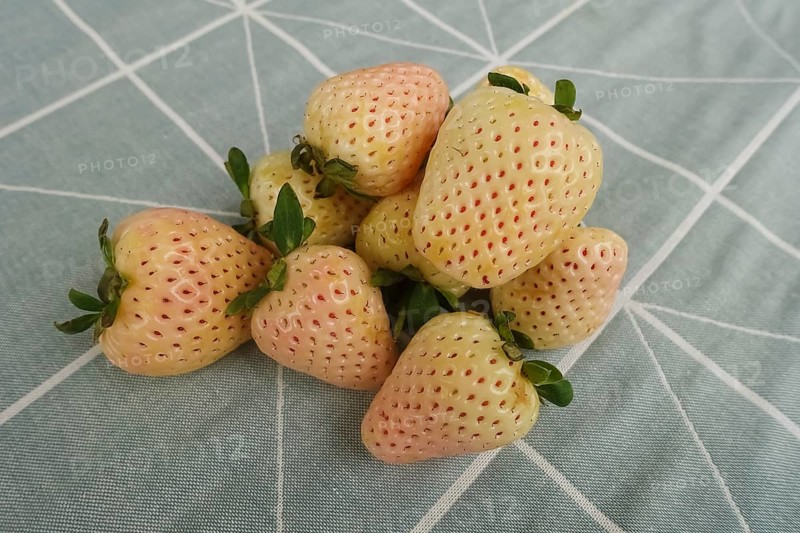 Pineapple strawberry, white pineapple strawberry, pineberry, special strawberry variety, fruit, berries, healthy, tasty, food photography, studio, Germany, Europe
