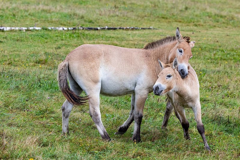 Przewalski's horse (Equus przewalski) capive Germany