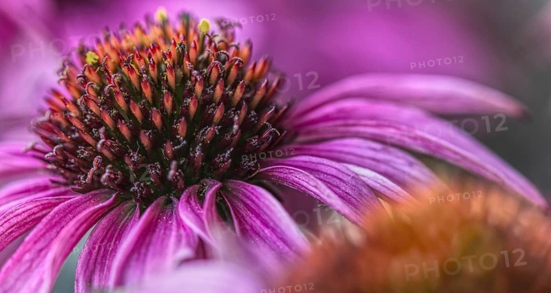 Close-up of a purple coneflower (Echinacea flower) with prominent flower centre, Siegen, North Rhine-Westphalia, Germany, Europe