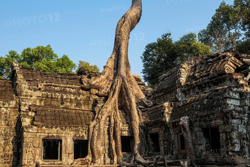 Ta Prohm, Angkor Wat, Angkor, UNESCO World Heritage Site, Siem Reap, Cambodia, Indochina, Southeast Asia, Asia