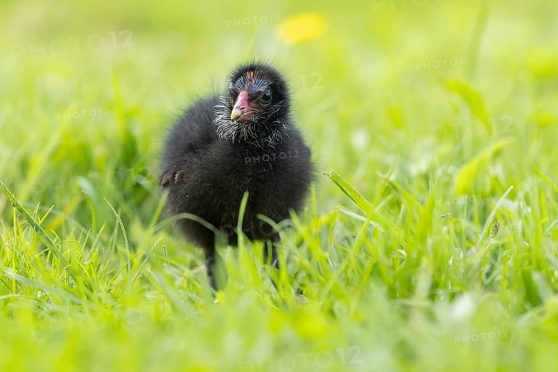 Common moorhen or Waterhen (Gallinula chloropus) juvenile baby chick bird amongst grass, England, United Kingdom, Europe