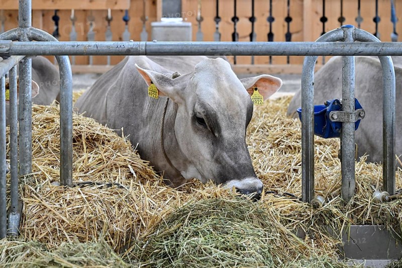 Brown Swiss dairy cow