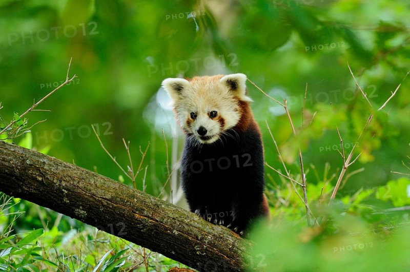 Red panda (Ailurus fulgens) on a bough, captive
