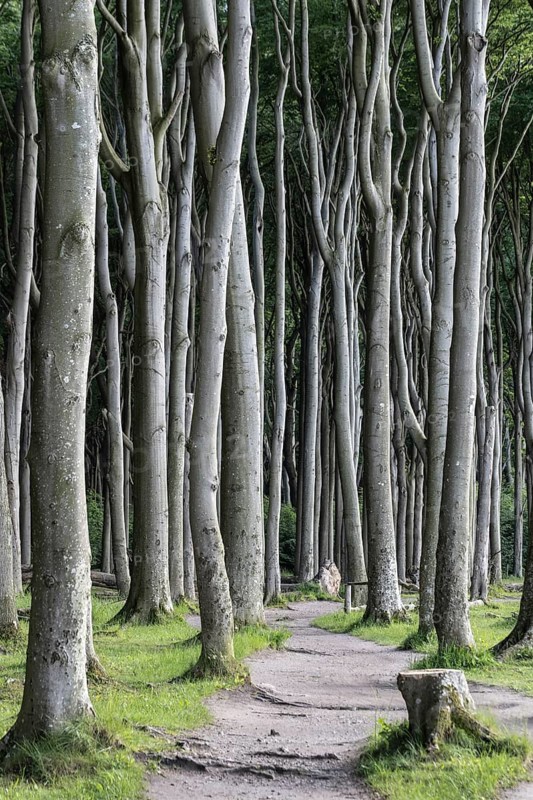 Beech forest (Fagus sylvatica), Ghost Forest Nienhagen, Mecklenburg-Western Pomerania, Germany, Europe