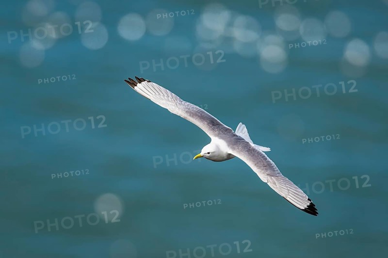 Black-legged Kittiwake, Rissa tridactyla, bird in flight over sea, Bempton Cliffs, North Yorkshire, England, United Kingdom, Europe