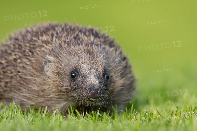 European hedgehog (Erinaceus europaeus) adult animal on a garden lawn, England, United Kingdom, Europe
