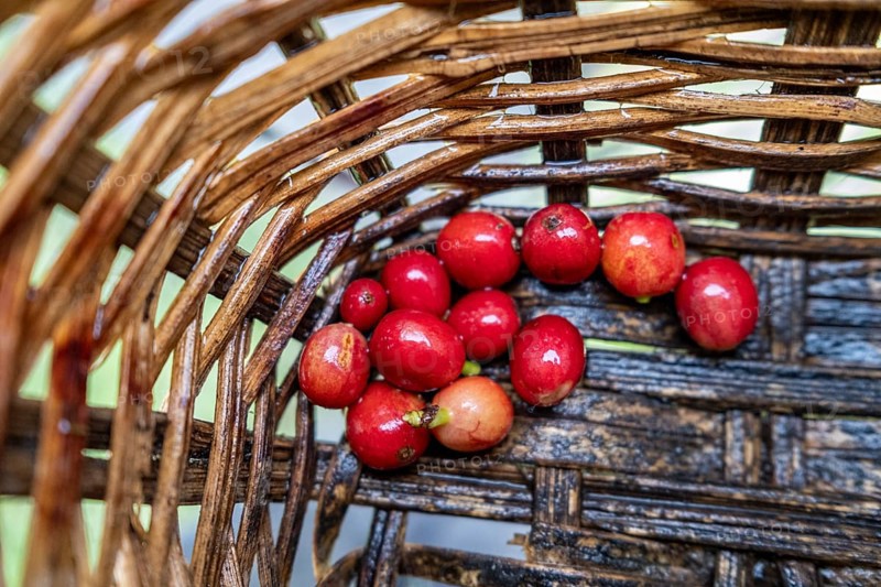 Coffea arabica fruit, Cocora Valley, Salento, Quindio, Colombia, South America