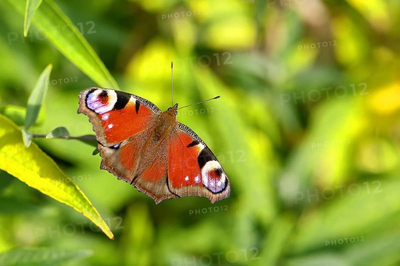 Peacock butterfly (Aglais io), on a green leaf, Wilnsdorf, North Rhine-Westphalia, Germany, Europe