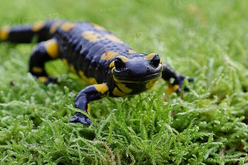 Fire salamander (Salamandra salamandra), running over moss, wildlife, looking into the camera, close-up, Wilnsdorf, North Rhine-Westphalia, Germany, Europe
