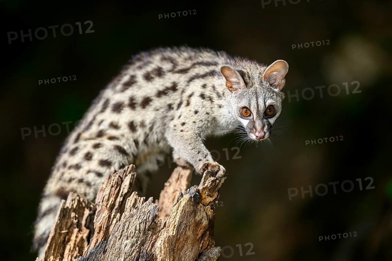Common genet (Genetta genetta), climbing on a tree wildlife in a forest, Montseny National Park, Catalonia, Spain, Europe