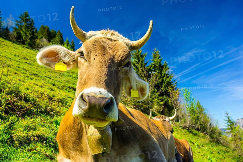 Single dairy cow, Allgaeuer Braunvieh, alpine meadow, near Oberstdorf, Allgaeu, Bavaria, Germany, Europe