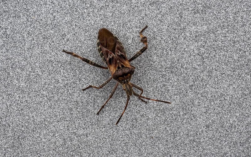 Western conifer seed bug, also known as cone bug (Leptoglossus occidentalis), Stuttgart, Baden-Württemberg, Germany, Europe
