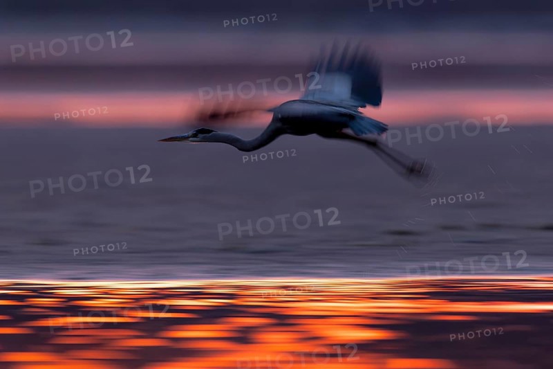 Grey heron, (Ardea cinerea), flying over the banks of a drained fish pond in the beautiful morning light, Lusatia, Saxony