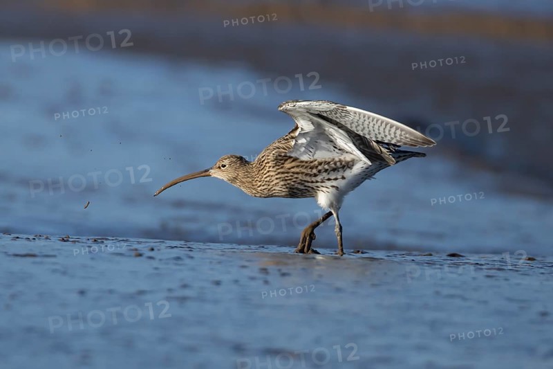 Eurasian curlew (Numenius arquata) adult bird feeding on a mudflat on a coastline, Norfolk, England, United Kingdom, Europe
