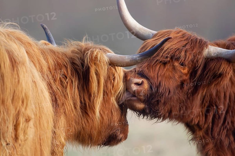 Highland cattle or cow (Bos taurus taurus) two adult farm animals greeting each other, England, United Kingdom, Europe