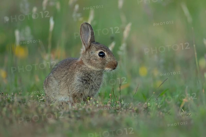 Rabbit (Oryctolagus cuniculus) wild juvenile baby animal resting in grassland in the summer, England, United Kingdom, Europe