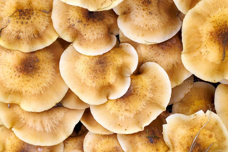 Hallimasche (Armillaria), Germany, Europe