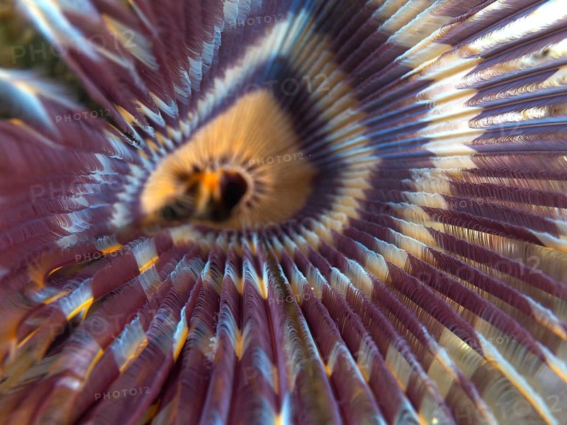 Close-up of a worm with radial pattern in purple and yellow, tube worm (Sabellastarte), dive site Napoleon, Permuteran, Bali, Indonesia, Asia