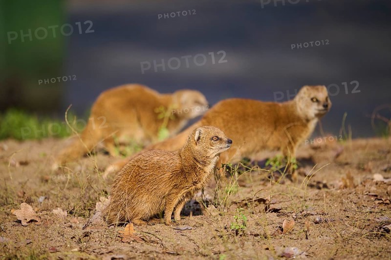 Ethiopian dwarf mongoose (Helogale hirtula) sitting on the ground, Bavaria, Germany, Europe