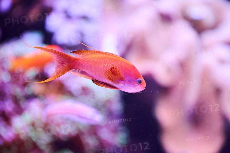 Sea goldie (Pseudanthias squamipinnis) in a aquarium, captive, Germany, Europe