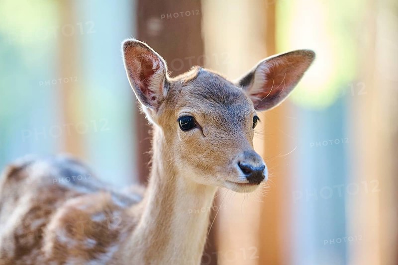 European fallow deer (Dama dama) youngster, portrait, in a forest, Bavaria, Germany, Europe
