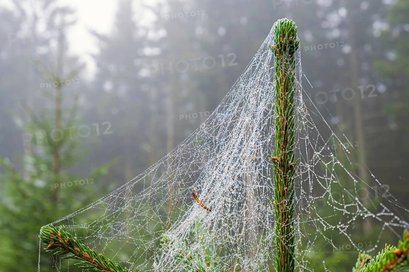 Spiderweb with morning dew on a spruce tree in a forest with mist at autumn