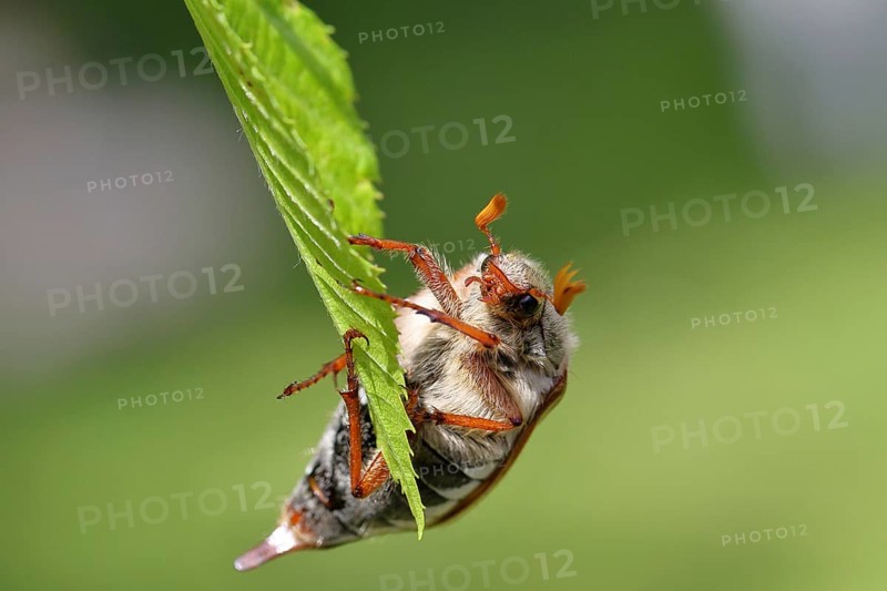 Northern cockchafer (Melolontha hippocastani), male, on leaves of a hornbeam (Carpinus betulus), Wilnsdorf, North Rhine-Westphalia, Germany, Europe