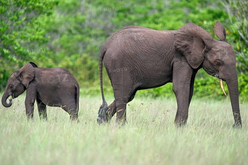 African forest elephants (Loxodonta cyclotis) in a clearing in Loango National Park, Parc National de Loango, mother with young, Ogooué-Maritime Province, Gabon, Africa