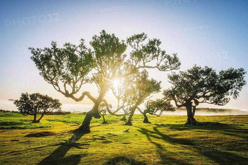 Centuries-old til trees in fantastic magical idyllic Fanal Laurisilva forest on sunset. Madeira island, Portugal, Europe