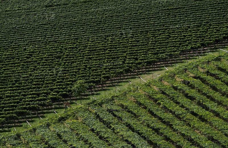 Vines, viticulture, agriculture, agribusiness, Schenna, Scena, South Tyrol, Autonomous Province of Bolzano, Italy, Europe